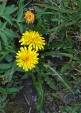 Taraxacum mujense. Цветущее растение. Забайкалье, хр. Кодар. 01.08.2007.