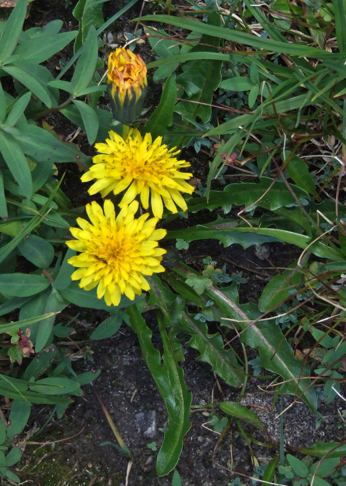 Image of Taraxacum mujense specimen.