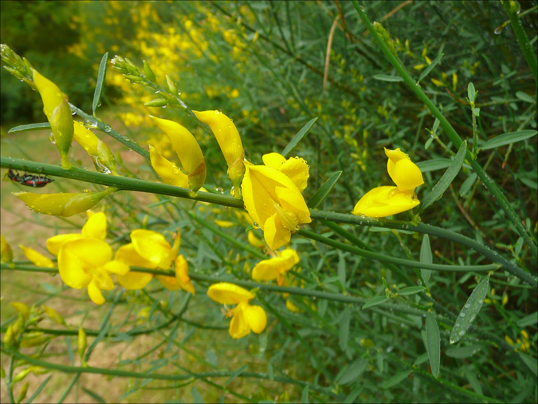 Image of Spartium junceum specimen.