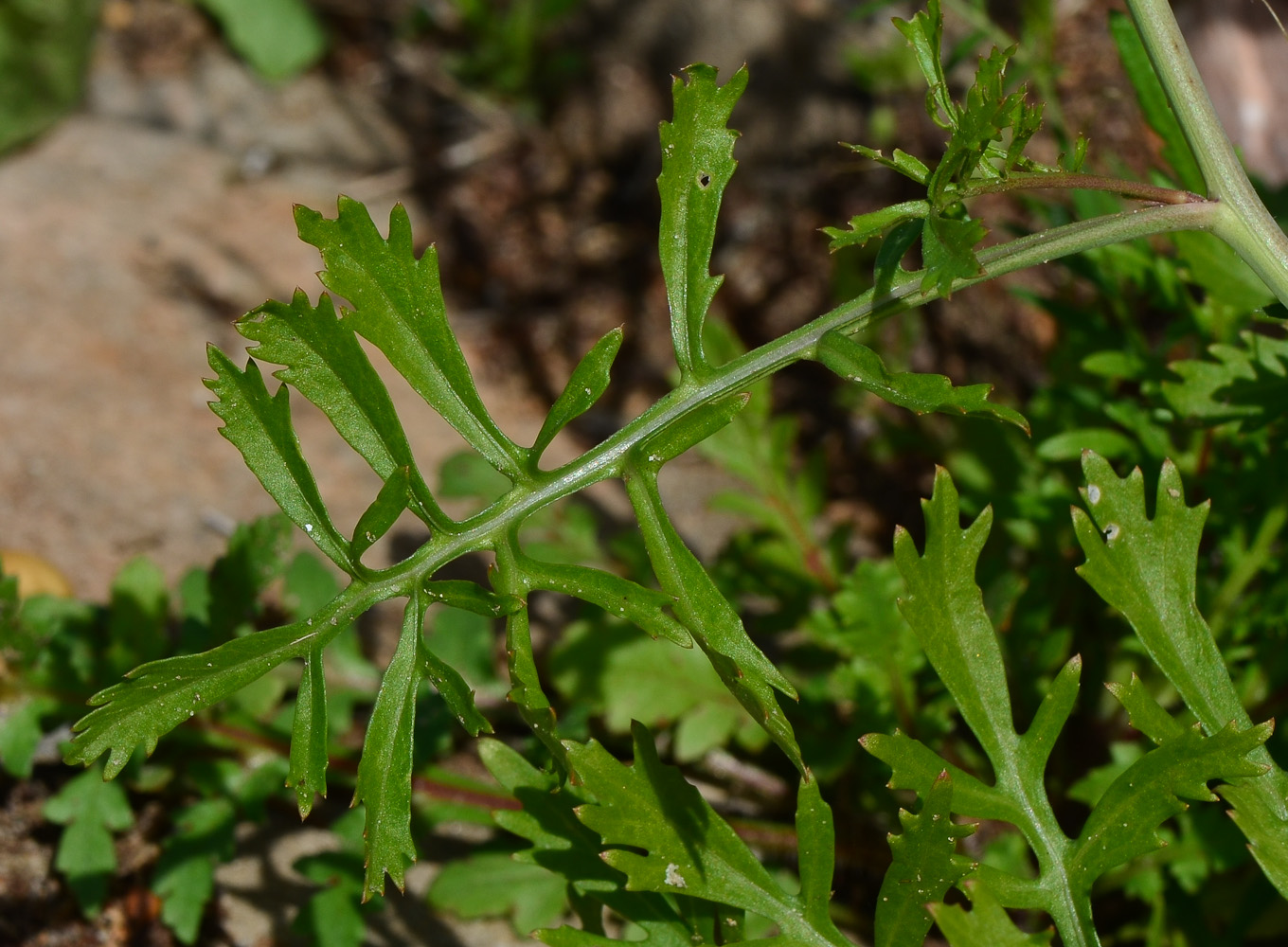 Изображение особи Erucaria hispanica.