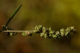 Atriplex patula