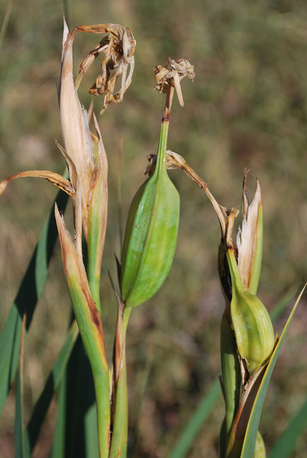 Image of Iris sogdiana specimen.