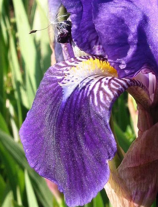 Изображение особи Iris germanica.