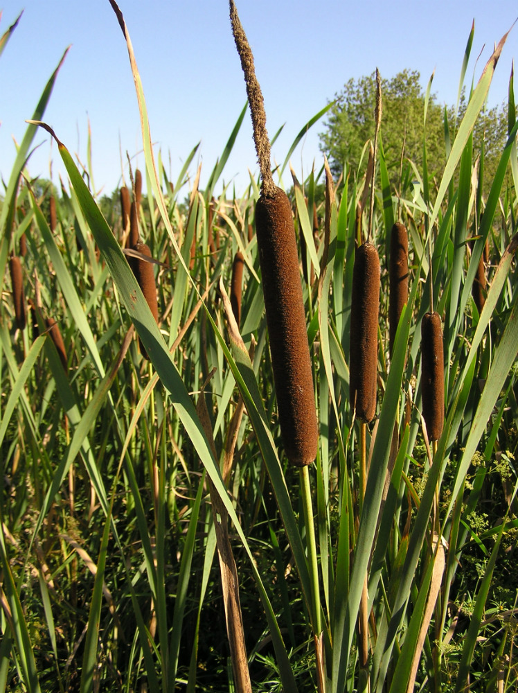 Изображение особи Typha latifolia.