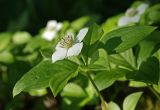 Chamaepericlymenum canadense. Верхушка цветущего растения. Сахалин, Тымовский р-н, окр. с. Ясное, смешанный лес. 30.06.2011.