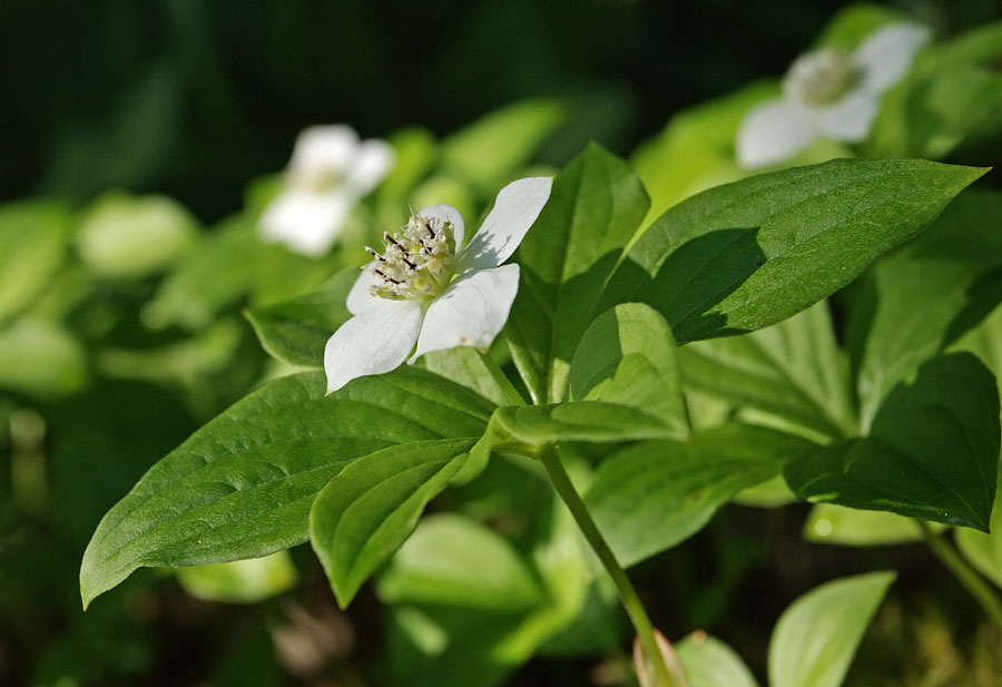 Изображение особи Chamaepericlymenum canadense.