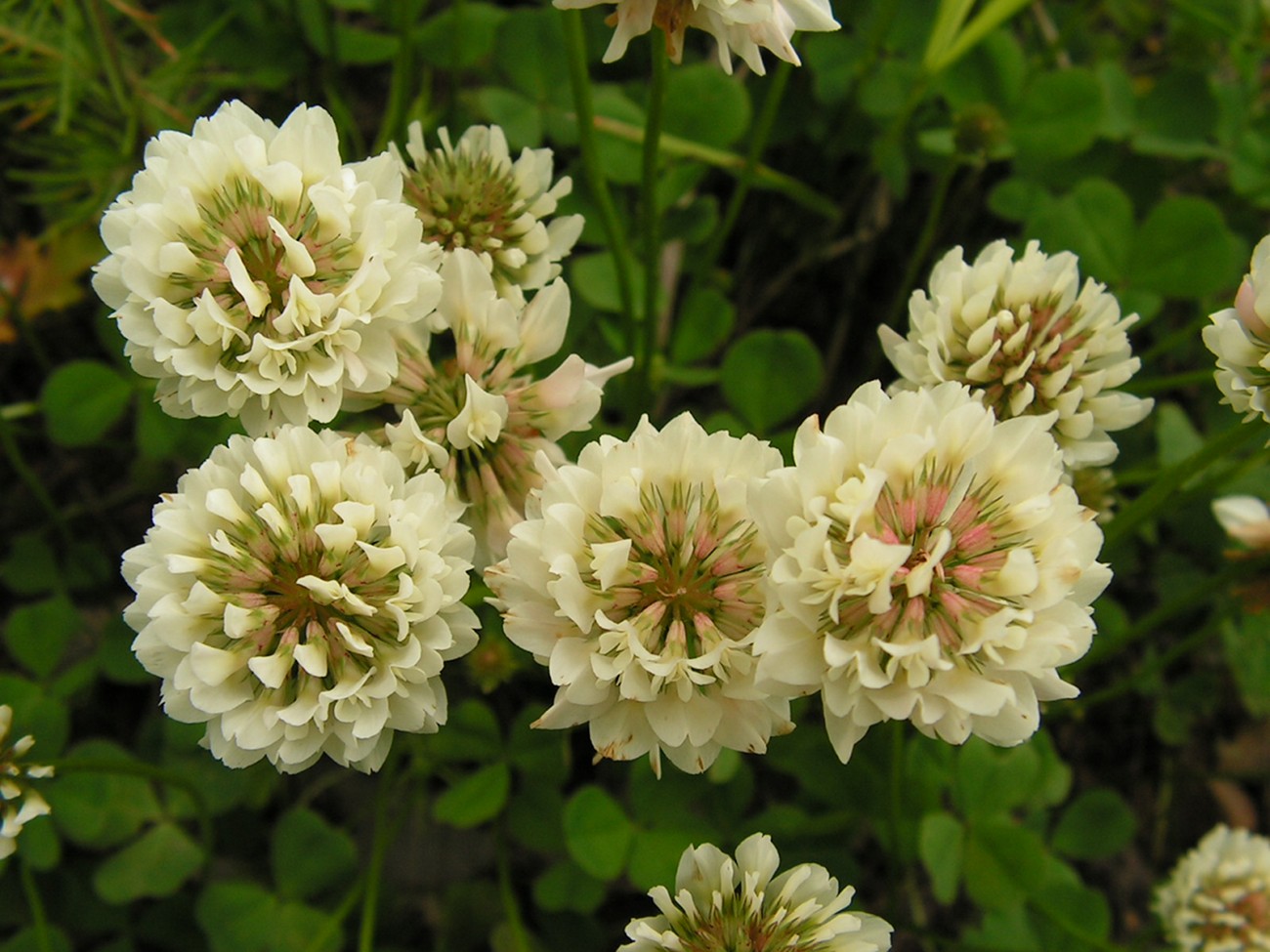 Image of Trifolium repens specimen.
