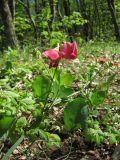 Lathyrus rotundifolius