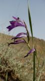 Gladiolus atroviolaceus