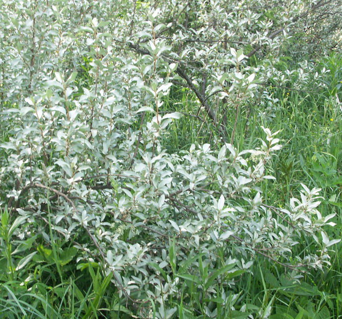 Изображение особи Elaeagnus commutata.