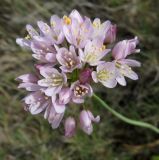 Allium roseum. Соцветие. Испания, Наварра, биосферный заповедник Bardenas Reales, урочище Vedado de Eguaras, 26 мая 2012 г.