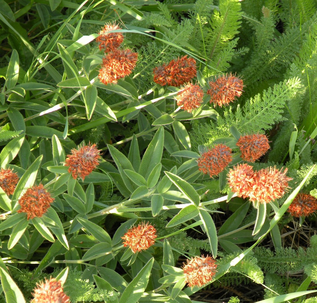 Image of Trifolium alpestre specimen.
