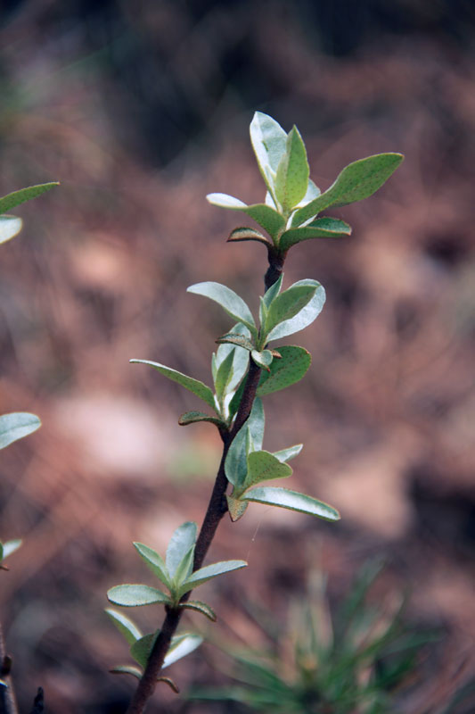 Изображение особи Elaeagnus commutata.