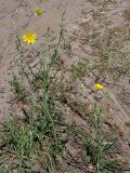 Tragopogon orientalis