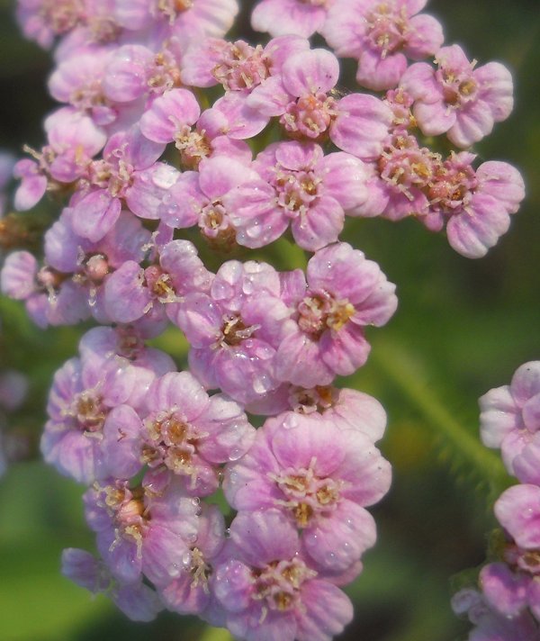 Изображение особи Achillea millefolium.