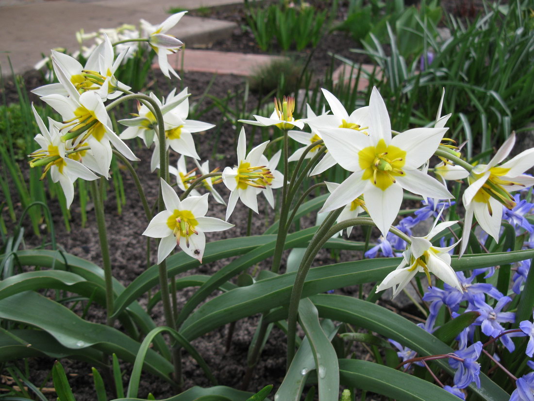 Image of Tulipa bifloriformis specimen.