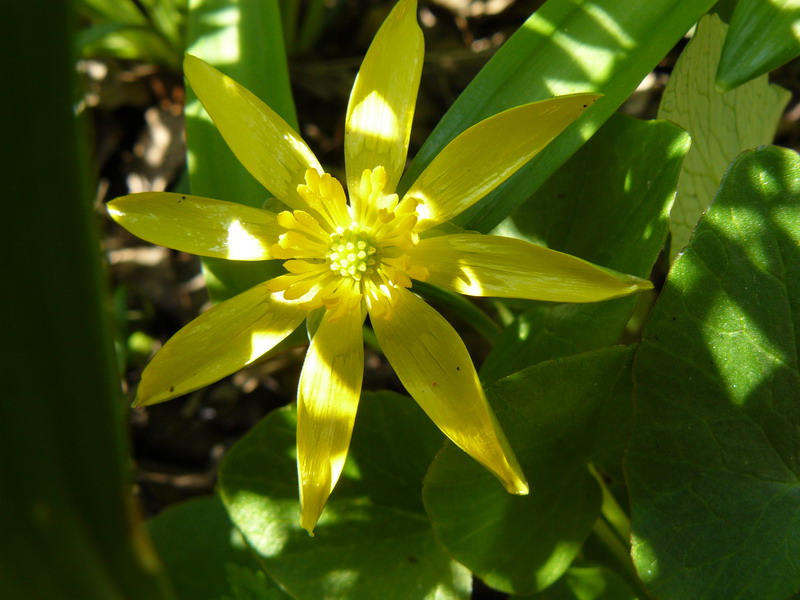 Image of Ficaria calthifolia specimen.