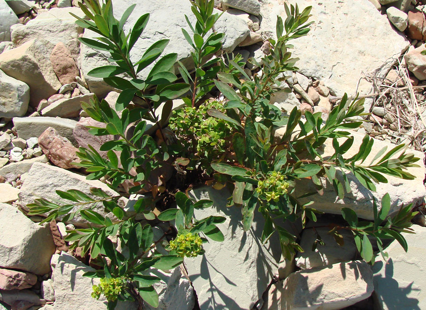 Image of Euphorbia esula specimen.