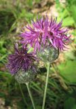 Centaurea apiculata. Соцветия. Крым, гора Чатырдаг, поляна в буковом лесу. 21 июля 2012 г.