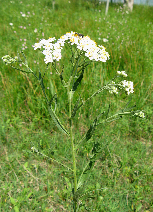 Изображение особи Achillea salicifolia.