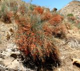 Ephedra procera. \"Плодоносящие\" растения на горном склоне. Копетдаг, Чули. Июнь 2012 г.