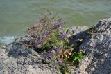 Limonium scoparium. Цветущее растение на обрыве у моря. Крым, Керченский п-ов, Караларская степь. 03.08.2012.