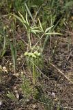Gymnospermium alberti. Плодоносящее растение. Южный Казахстан, хр. Боролдайтау, ущ. Бозторгай. 25.04.2012.
