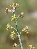 Matthiola fragrans