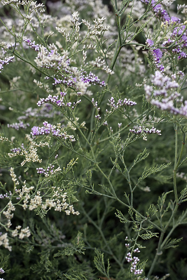 Изображение особи Limonium otolepis.