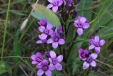 Gentianella biebersteinii