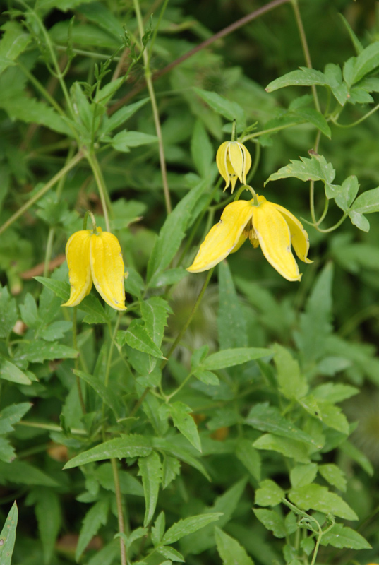 Image of Clematis tangutica specimen.