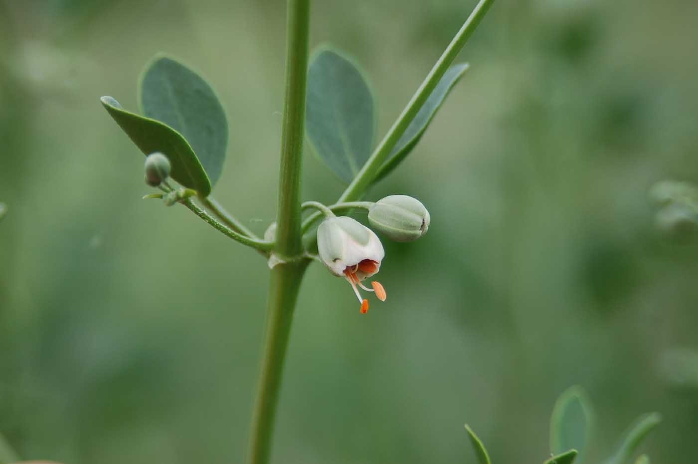 Image of Zygophyllum fabago specimen.