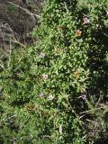 Lycium intricatum. Цветущая ветвь. Испания, Канарские о-ва, о. Гран Канария, песчаные дюны у городка Maspalomas. 25 февраля 2010 г.
