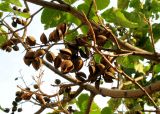 Paulownia tomentosa. Соплодия с пустыми околоплодниками. Венгрия, г. Будапешт, Рыбацкий бастион. 01.09.2012.