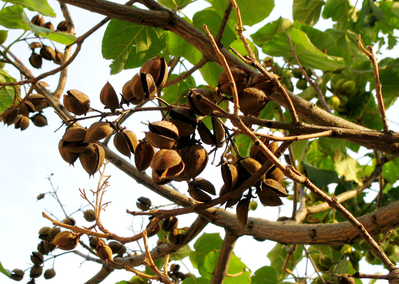 Изображение особи Paulownia tomentosa.