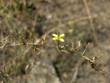 Scariola orientalis. Верхушка побега с соцветиями. Азербайджан, Лерикский р-н, окр. пос. Госмальян. 18.09.2012.