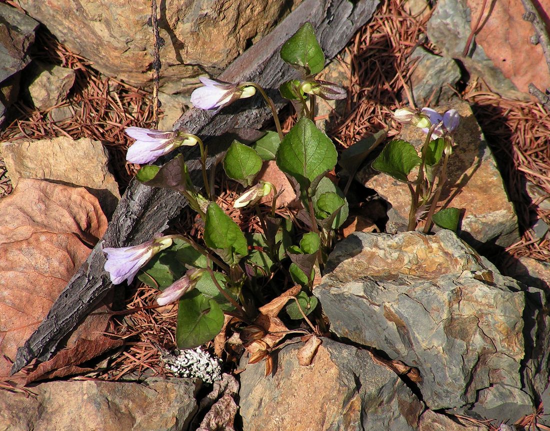 Изображение особи Viola sacchalinensis.