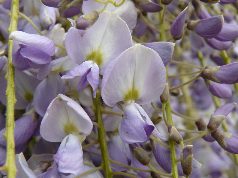 Изображение особи Wisteria sinensis.