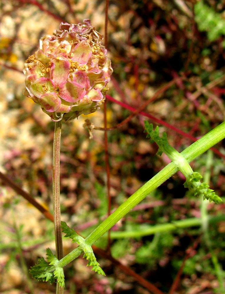 Image of Poterium sanguisorba specimen.