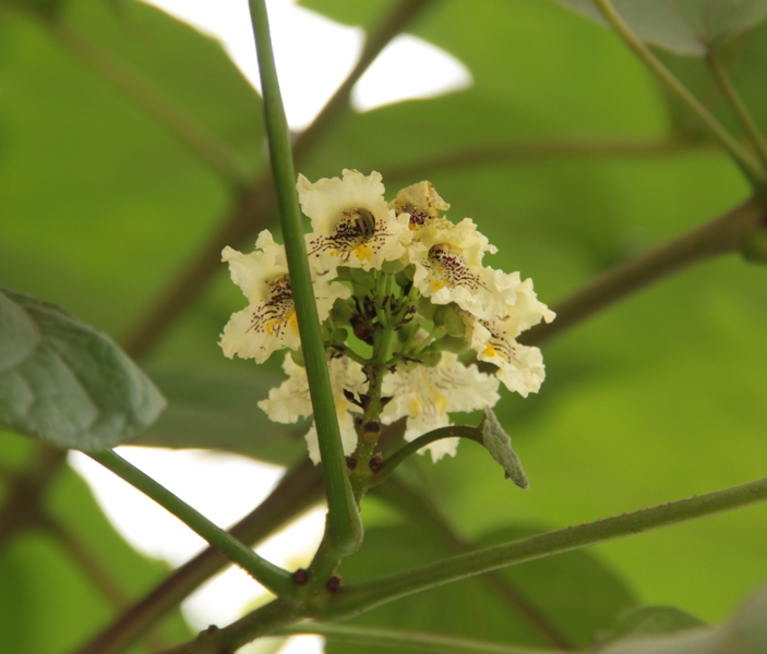 Image of Catalpa ovata specimen.