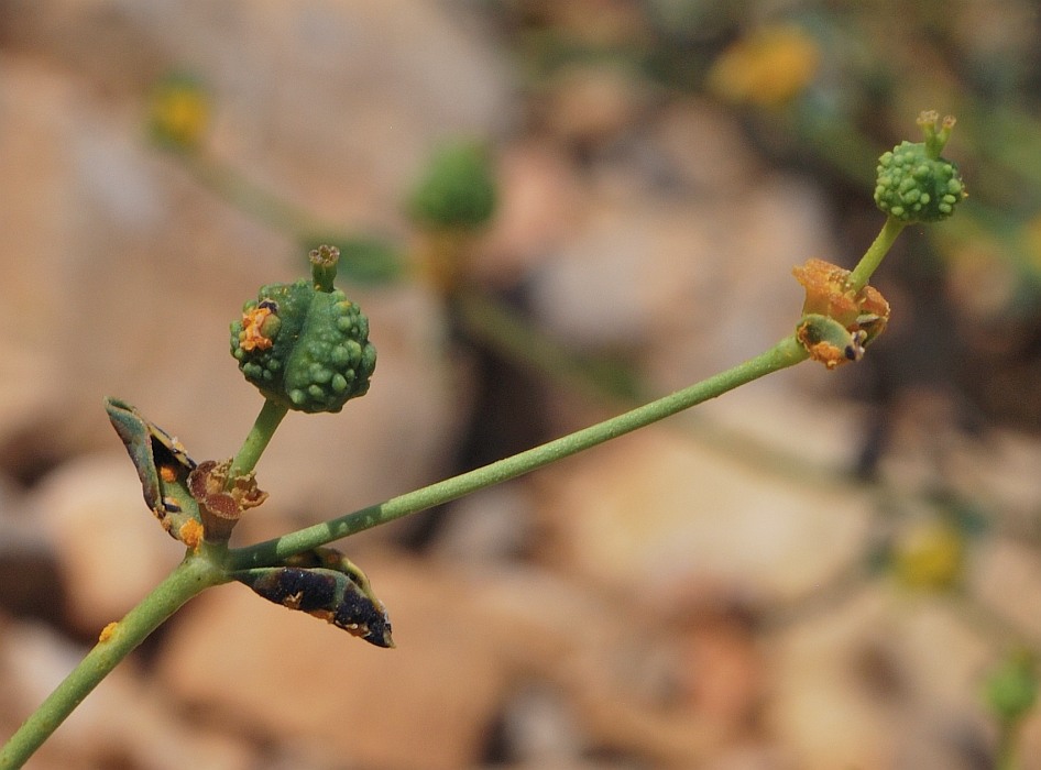 Image of Euphorbia erinacea specimen.