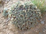 Oxytropis tragacanthoides