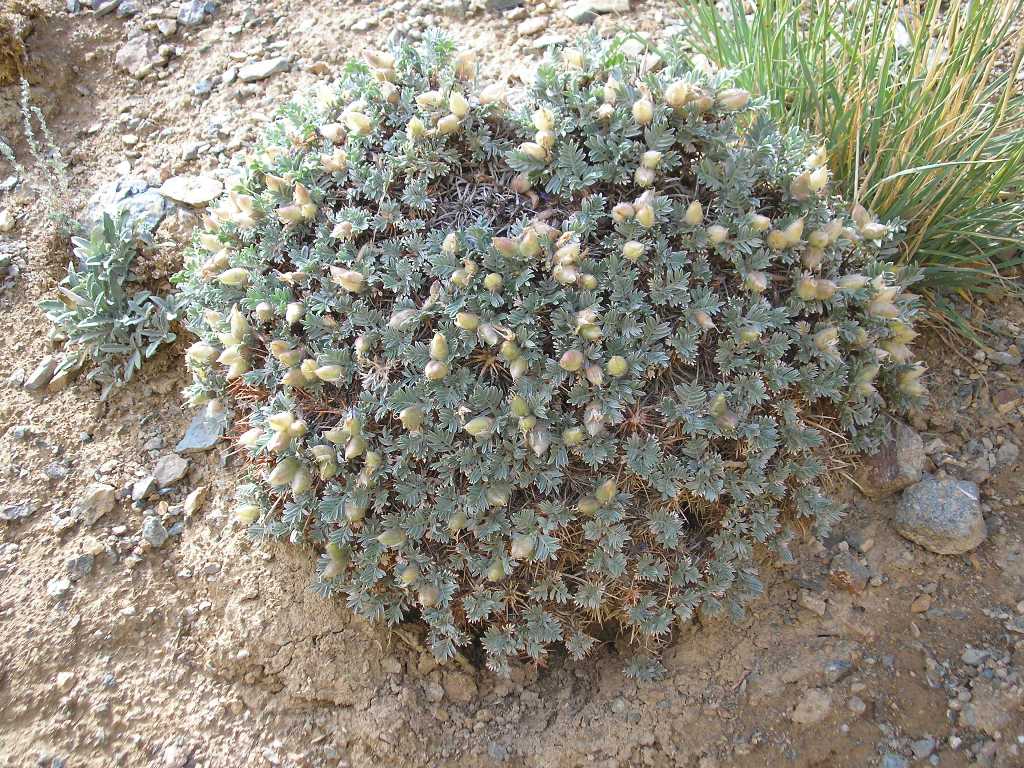 Image of Oxytropis tragacanthoides specimen.