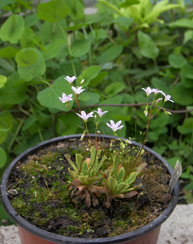 Image of Lewisia cantelovii specimen.