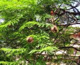Jacaranda mimosifolia