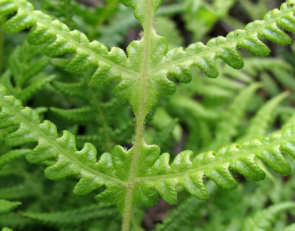 Image of Phegopteris connectilis specimen.