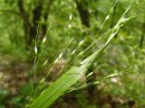 Achnatherum virescens