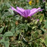 Malva sylvestris