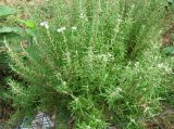 Rosmarinus officinalis. Цветущее растение. Хорватия, Истрия, пос. Баньоле, у дороги. 03.09.2012.