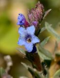 Echiochilon fruticosum